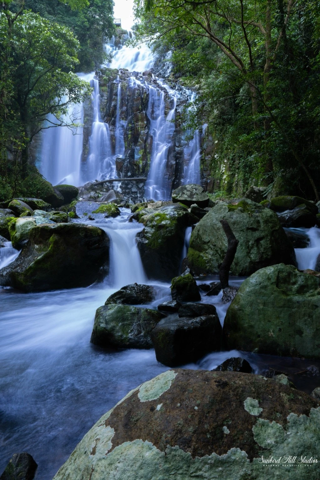 Portrait view of Mungalli Falls surrounded by lush rainforest